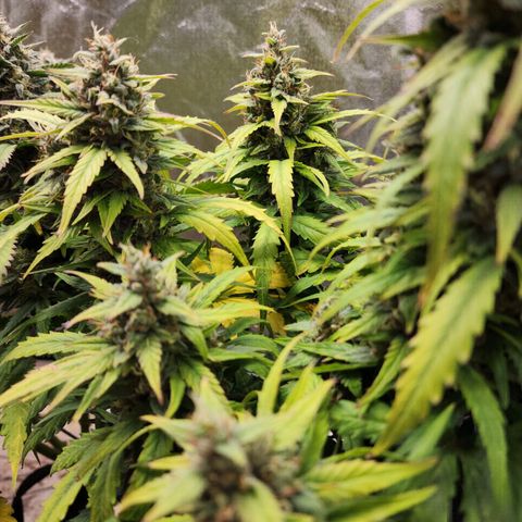 Methane #1 growlog timeline photo