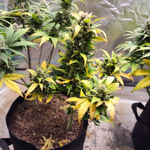 Gorilla Glue #1 growlog timeline photo