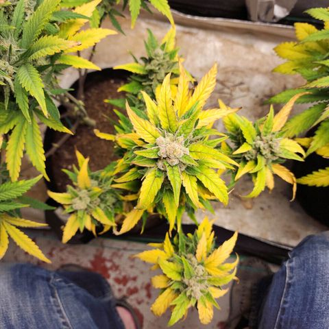 Gorilla Glue #1 growlog timeline photo