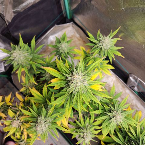 Gorilla Glue #2 growlog timeline photo