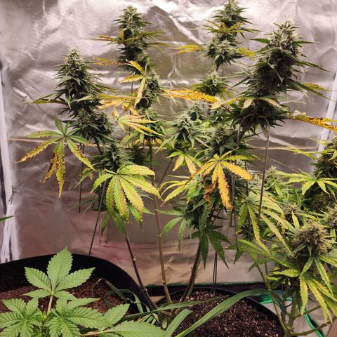Mango Mrrr  #2 growlog timeline photo