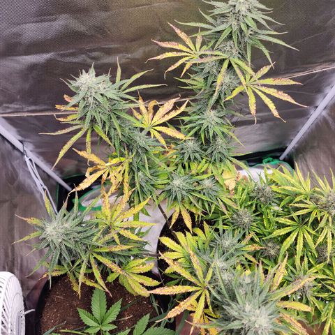 Mango Mrrr  #2 growlog timeline photo