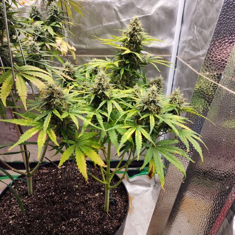 Mango Mrrr  #1 growlog timeline photo
