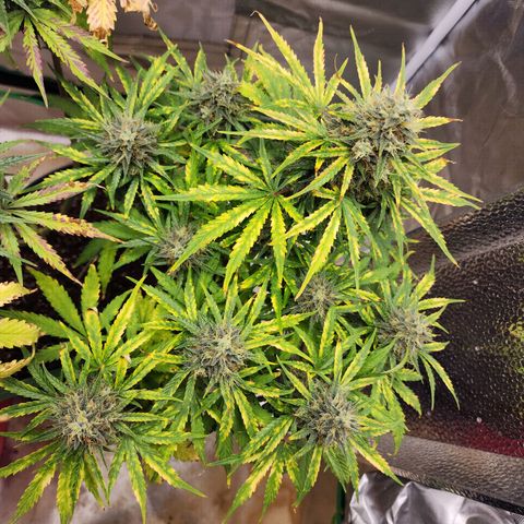 Mango Mrrr  #1 growlog timeline photo