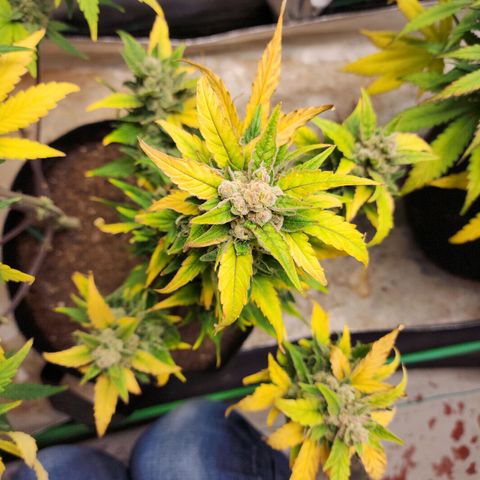 Gorilla Glue #1 growlog timeline photo