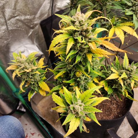 Gorilla Glue #1 growlog timeline photo