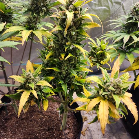 Gorilla Glue #1 growlog timeline photo