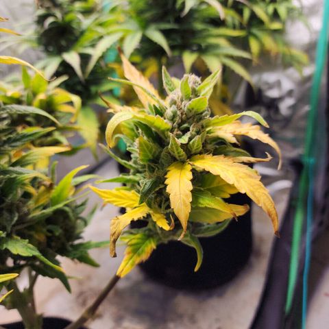 Gorilla Glue #1 growlog timeline photo