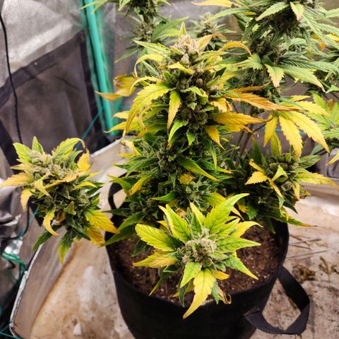 Gorilla Glue #1 growlog timeline photo