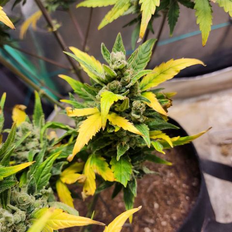 Gorilla Glue #1 growlog timeline photo