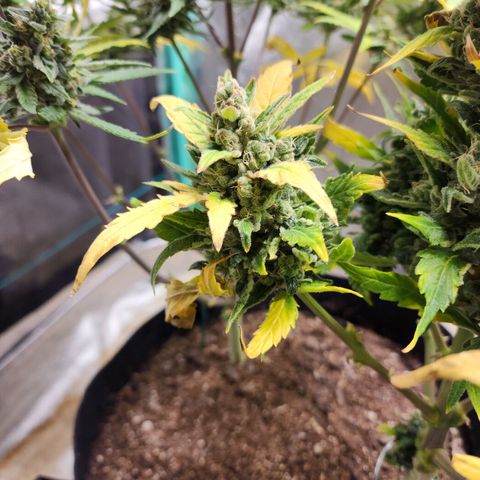 Gorilla Glue #1 growlog timeline photo