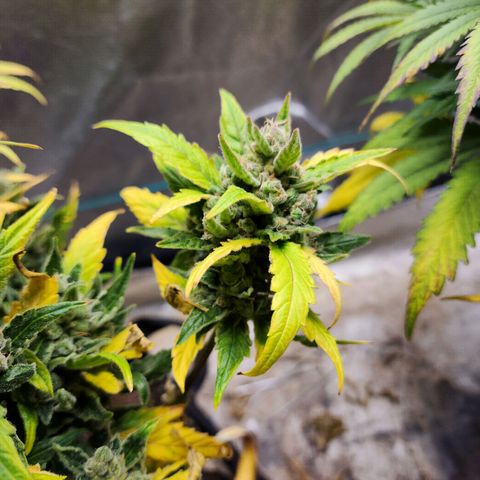 Gorilla Glue #1 growlog timeline photo