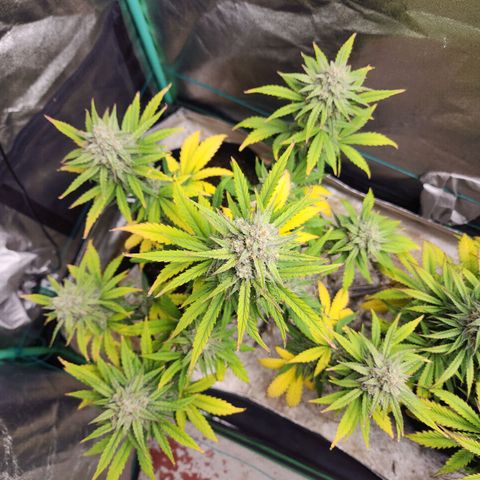 Gorilla Glue #2 growlog timeline photo