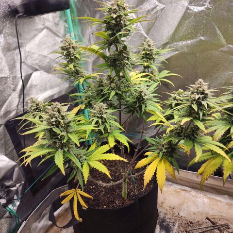 Gorilla Glue #2 growlog timeline photo