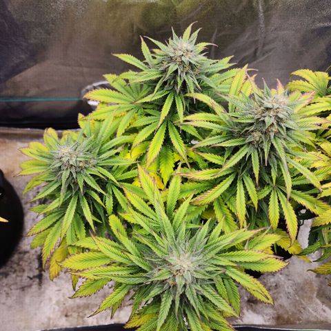Methane #2 growlog timeline photo