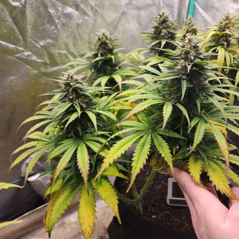 Methane #2 growlog timeline photo