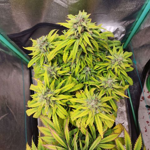 Methane #1 growlog timeline photo