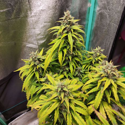 Methane #1 growlog timeline photo