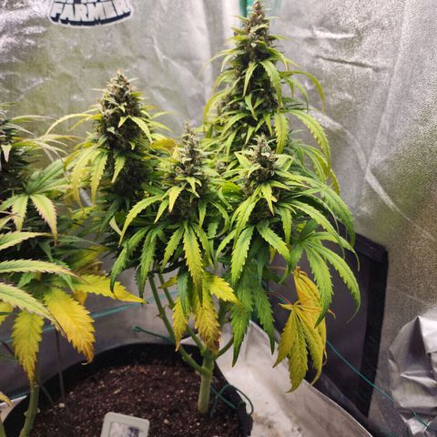 Methane #1 growlog timeline photo