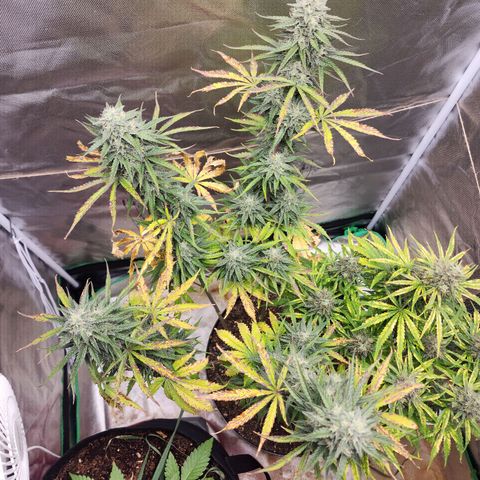 Mango Mrrr  #2 growlog timeline photo