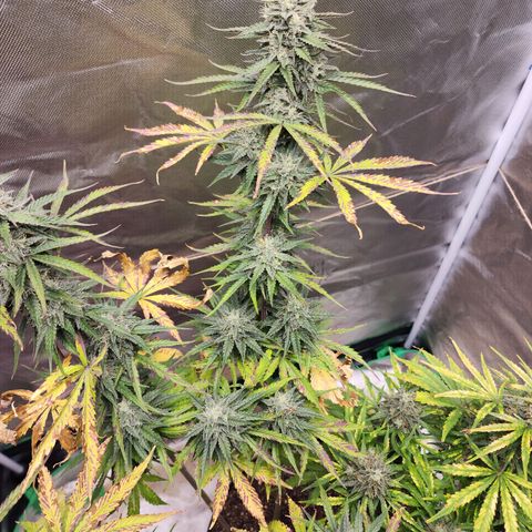 Mango Mrrr  #2 growlog timeline photo