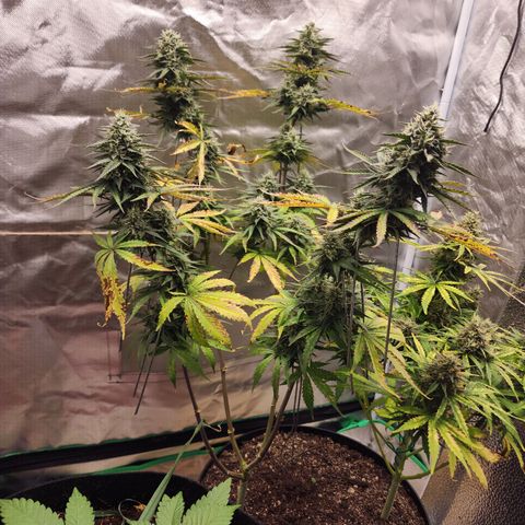 Mango Mrrr  #2 growlog timeline photo