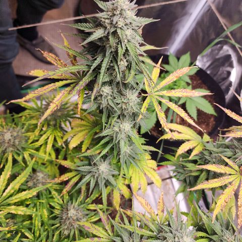 Mango Mrrr  #2 growlog timeline photo