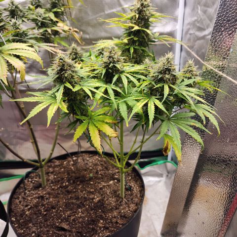 Mango Mrrr  #1 growlog timeline photo