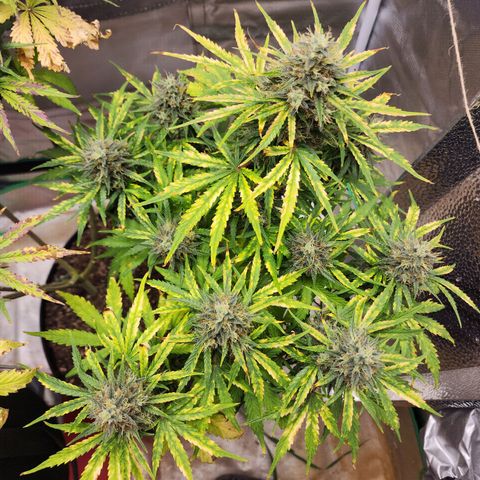 Mango Mrrr  #1 growlog timeline photo