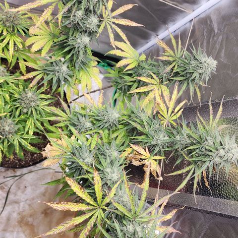 Mango Mrrr  #2 growlog timeline photo
