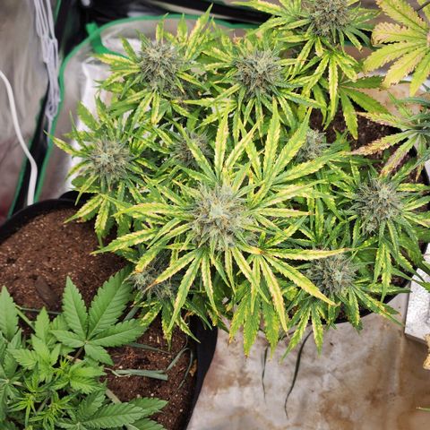 Mango Mrrr  #1 growlog timeline photo