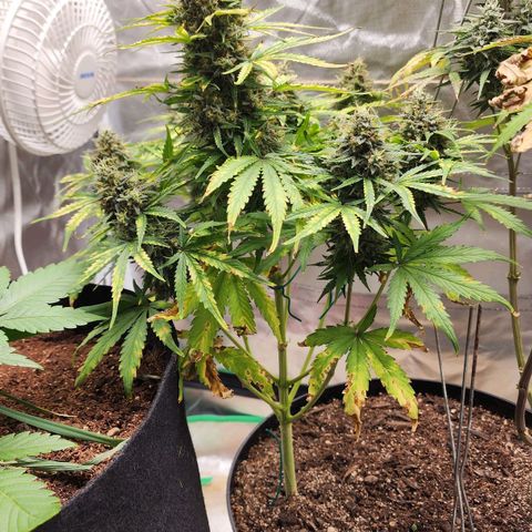 Mango Mrrr  #1 growlog timeline photo