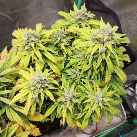 Methane #1 growlog timeline photo