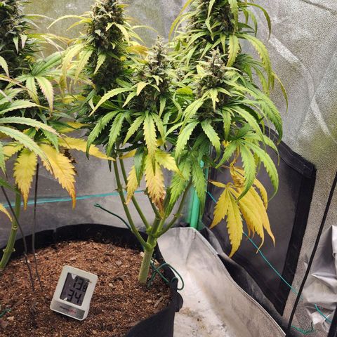 Methane #1 growlog timeline photo