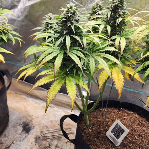 Methane #2 growlog timeline photo