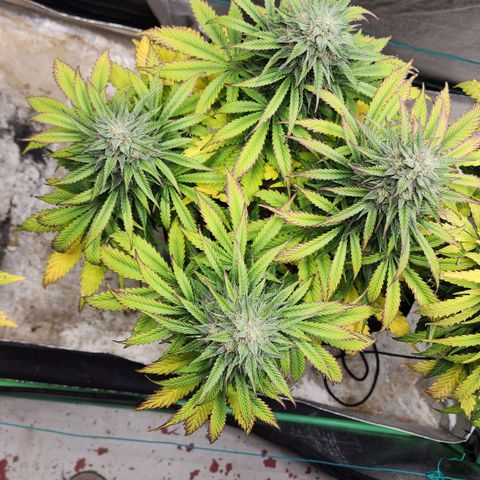 Methane #2 growlog timeline photo