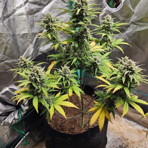 Gorilla Glue #2 growlog timeline photo