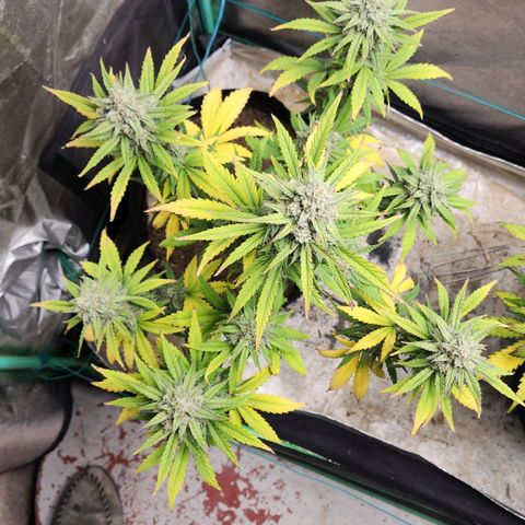 Gorilla Glue #2 growlog timeline photo