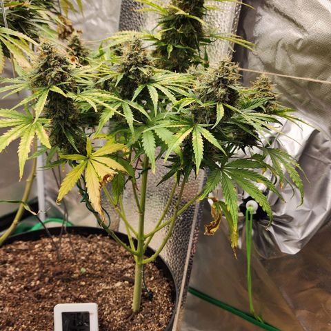 Mango Mrrr  #1 growlog timeline photo