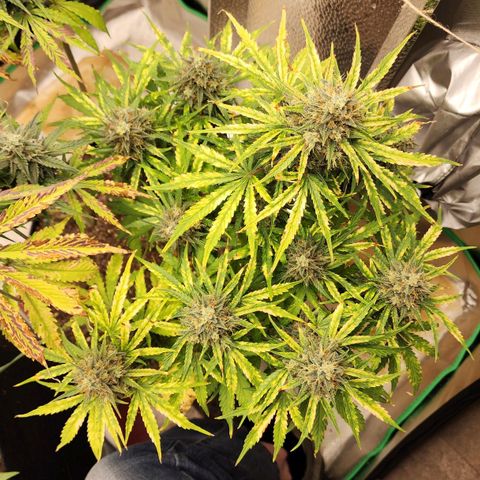 Mango Mrrr  #1 growlog timeline photo