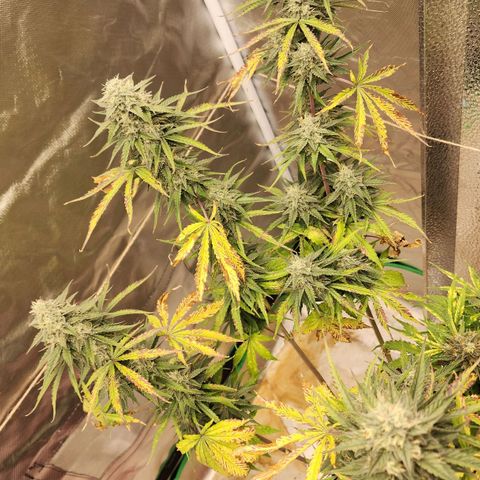 Mango Mrrr  #2 growlog timeline photo