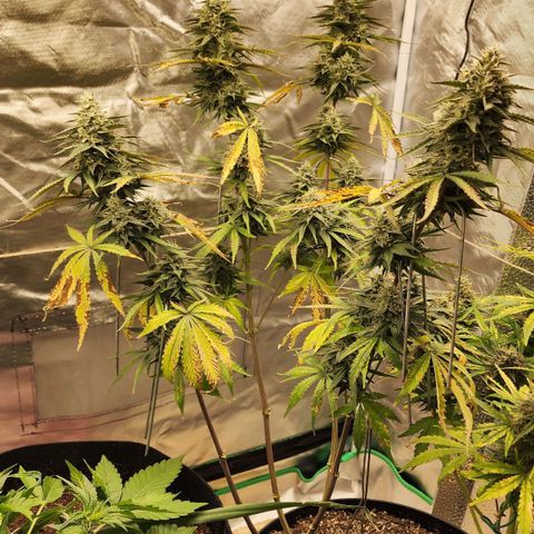 Mango Mrrr  #2 growlog timeline photo