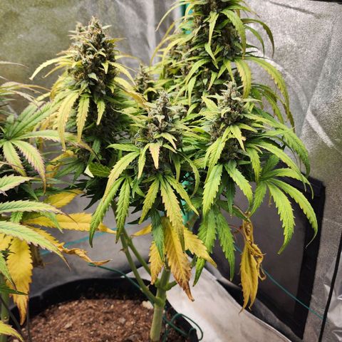 Methane #1 growlog timeline photo
