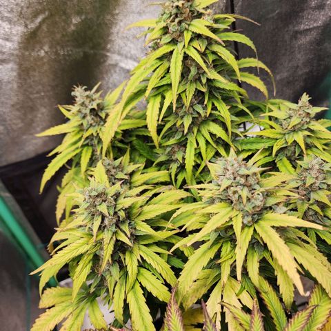 Methane #1 growlog timeline photo