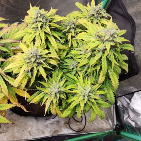 Methane #1 growlog timeline photo