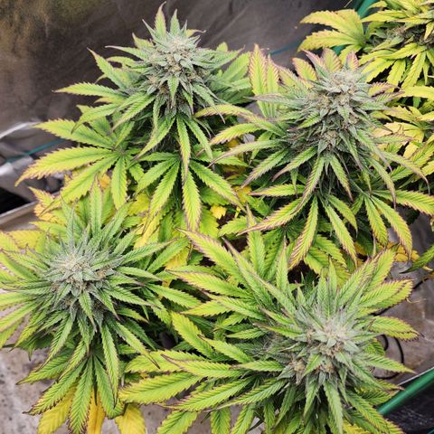 Methane #2 growlog timeline photo