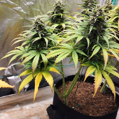 Methane #2 growlog timeline photo
