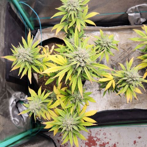 Gorilla Glue #2 growlog timeline photo