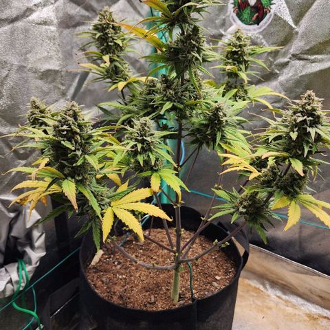Gorilla Glue #2 growlog timeline photo
