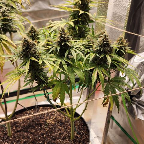 Mango Mrrr  #1 growlog timeline photo